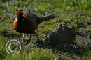 Cock and Hen Pheasant.